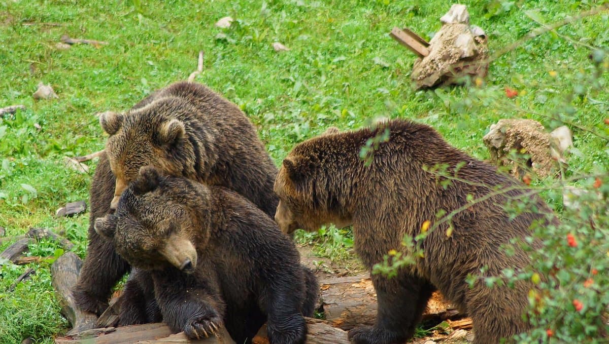 Zipline avantura u prirodi 6