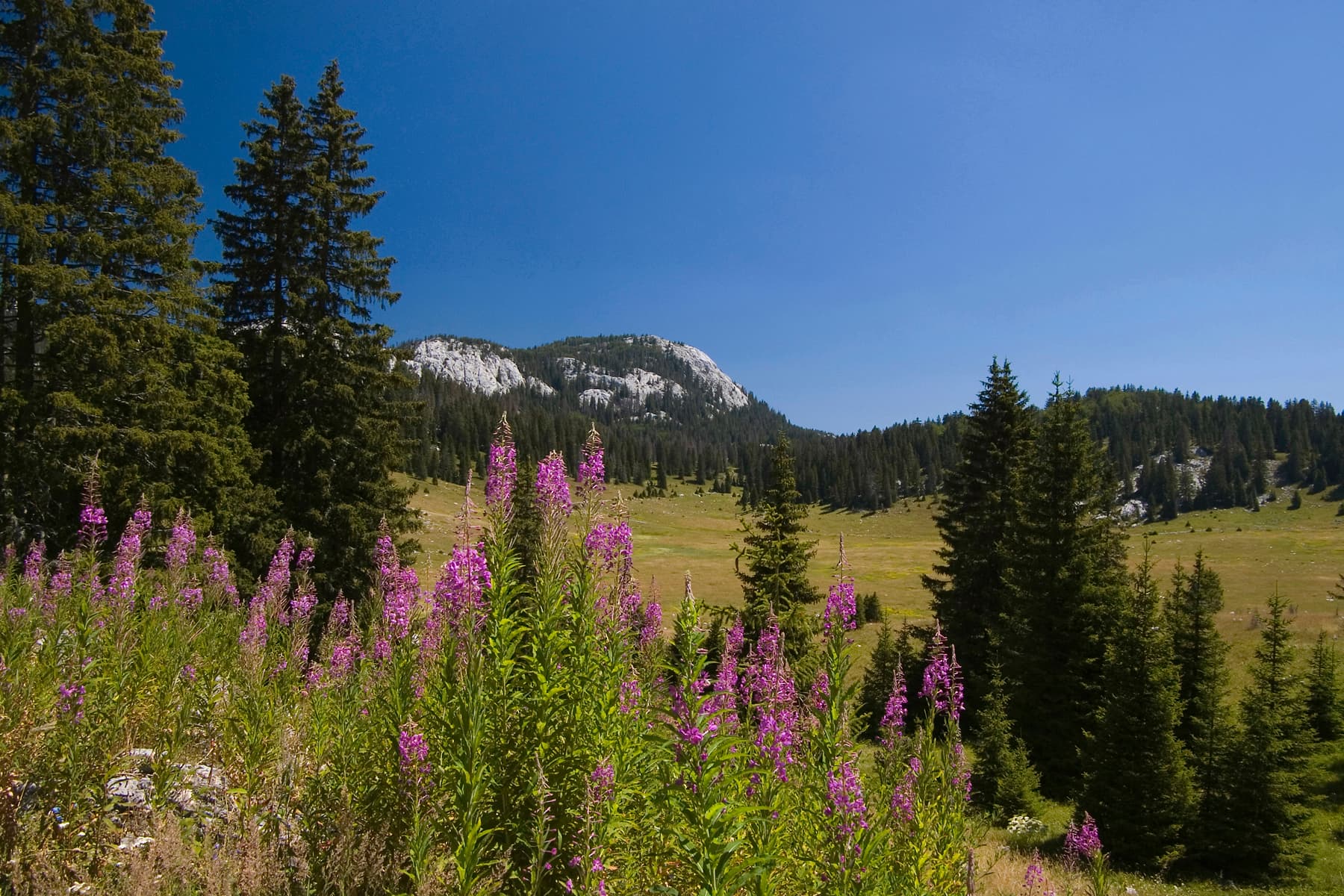 Netaknuta ličke šume i planinski pejzaž 4